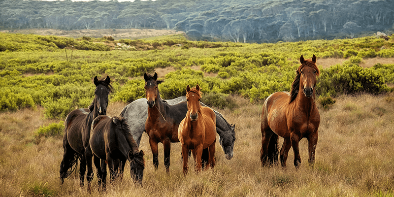 Diferentes tipos de razas de caballos